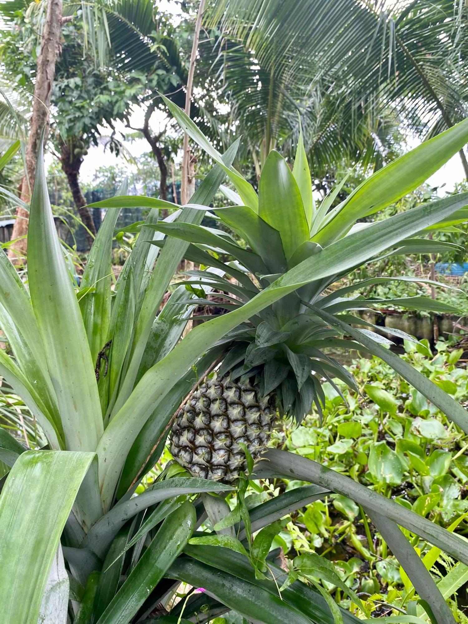 Go Chanh Homestay Cai Rang Dış mekan fotoğraf