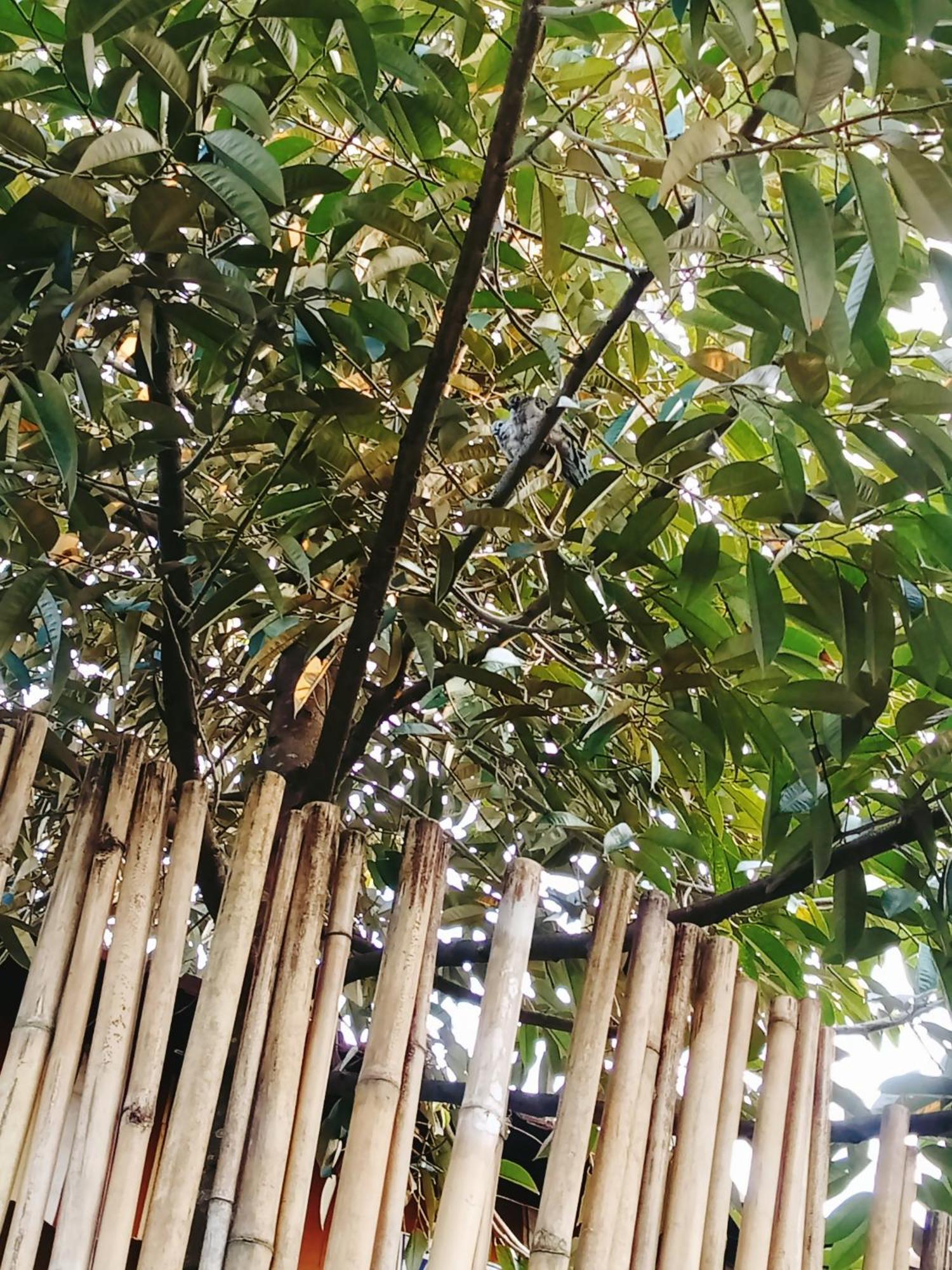 Go Chanh Homestay Cai Rang Dış mekan fotoğraf